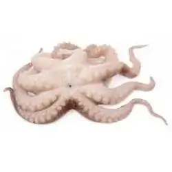 Octopus 1/2kg