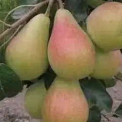Nectarine
