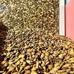 Egyptian Kohl Seeds