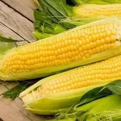 Corn