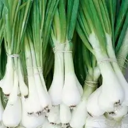 Green Onion
