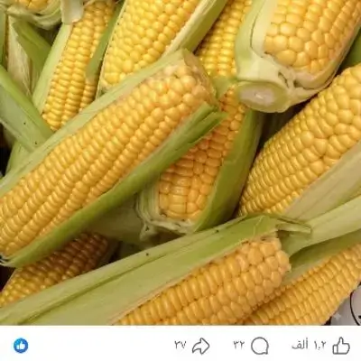 Corn