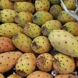 Prickly pears