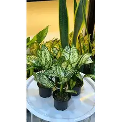 Small Columnea