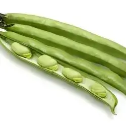 Beans