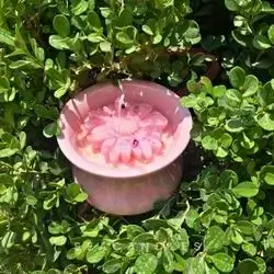 Rosé Candle