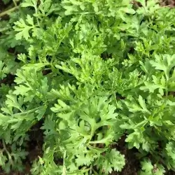 Garden Cress