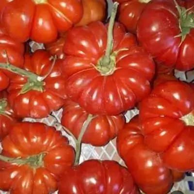 Local Tomatoes