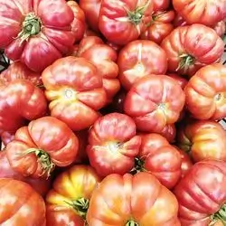 Golden Tomatoes