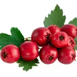 Turkish Hawthorn