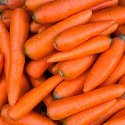 Carrot