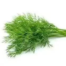 Dill