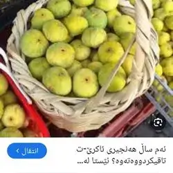 Fig