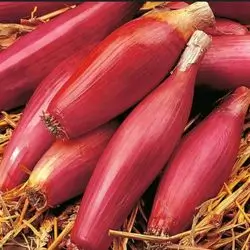 Onion Dolma