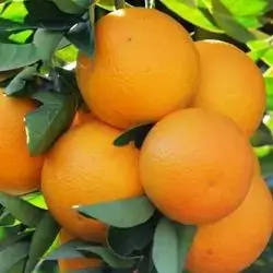Iraqi Orange