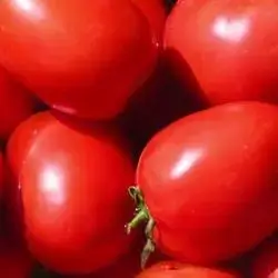 Tomato Clover