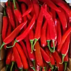 Hot Pepper