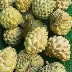 Custard apple