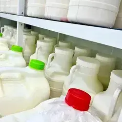 Kurdish Yoghurt 5 L