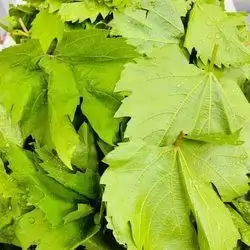 Koye Grape Leaves