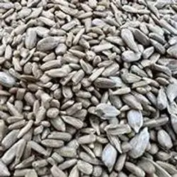 Sunflowers Seed