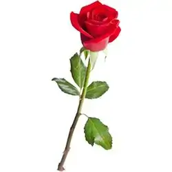 Rose Flower Lz Pcs