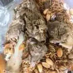 Qozi Meat Dalmiya