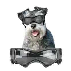 Namsan Dog SunGlasses