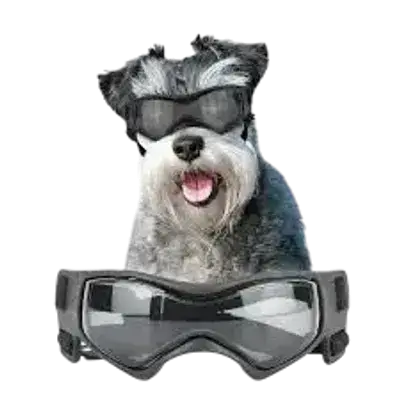 Namsan Dog SunGlasses