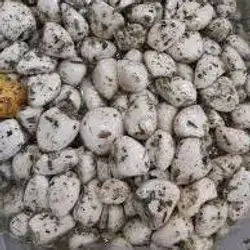 Garlic Thyme