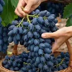 Black Grape