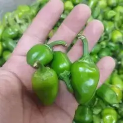 Green Cherry Pepper