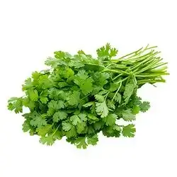 Fresh Green Coriander, 1 Bunch