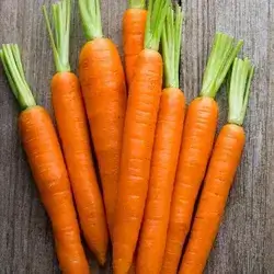 Carrot