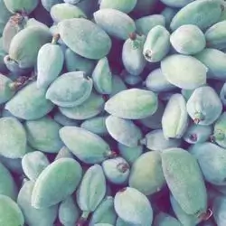Almond Green