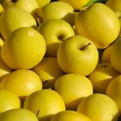 Yellow Apple