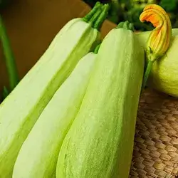 Zucchini