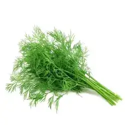 dill