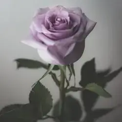 Single Flower - Purple