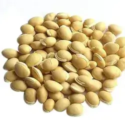 Bean