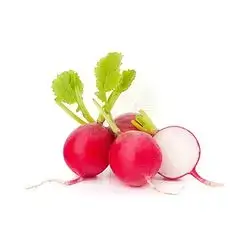 Radish 1 Pcs