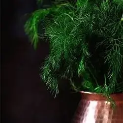 Dill