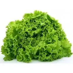 Dutch Lettuce 1 Pc