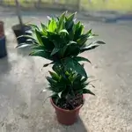 Draceniacombak 