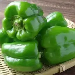 Pepper For Dolma 1 Kilo