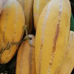Melon