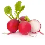 Radish