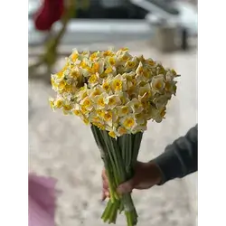 Daffodils Bouquet 50 Flowers