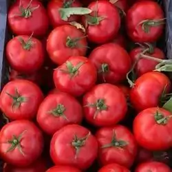 Tomato iraq