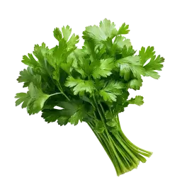 celery